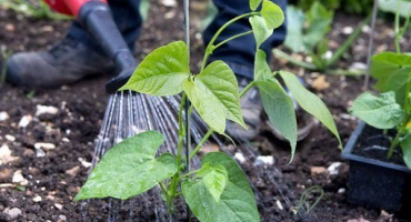 Jak správně zalévat fazole pro bohatou úrodu?